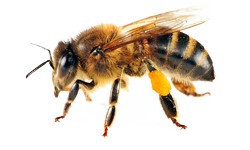 Bees