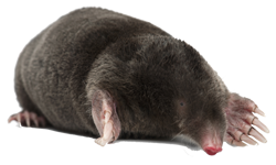 Moles