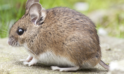 Mice