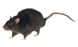 Rats